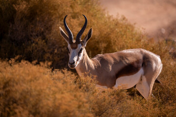 Grace in motion across the African plains