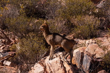 Moments of magic in the wild savanna