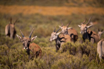 Eland antelopes in their natural habitat, moving with elegance