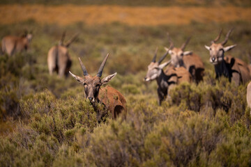 The towering Eland antelope, a true beauty of the wilderness