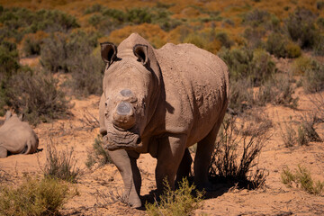 The resilient rhino thriving in the harsh