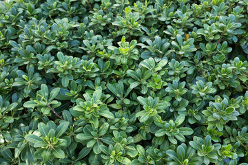 Evergreen japanese pittosporum. Background from green leaves Australian laurel for publication, design, poster, calendar, post, screensaver, wallpaper, cover. High quality photo