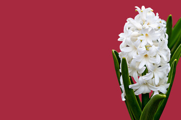 Beautiful white blooming hyacinths on red background. Wedding or birthday invitations. Mother's Day, Women's Day or March 8, Easter, Valentine's Day