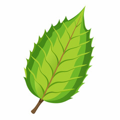 green leaf isolated on white