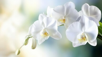 Fototapeta premium Captivating Close-up of Exquisite White Orchids
