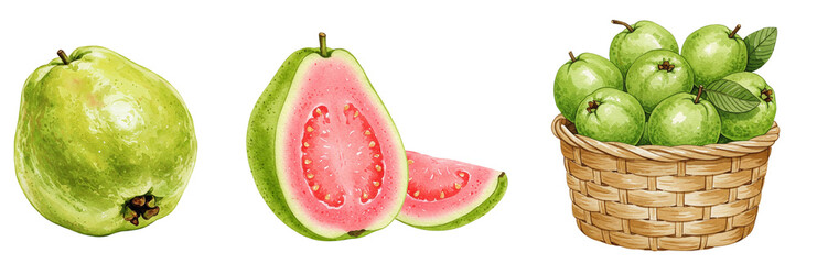 Fresh guava fruit illustrations with whole and sliced tropical fruits, watercolour style clipart collection