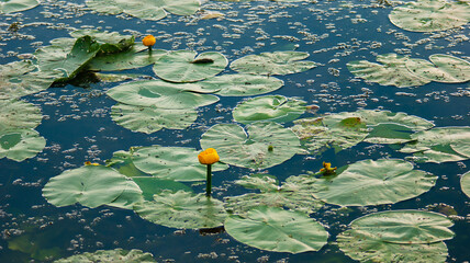 Yellow water lilies and cans on a lake water