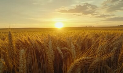 Obraz premium Golden wheat field sunset landscape, rural scene