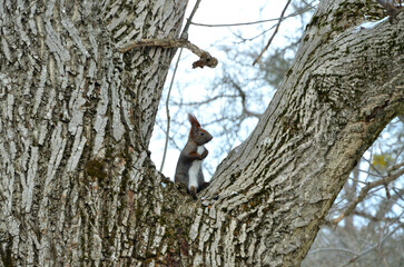 Red squirrel
