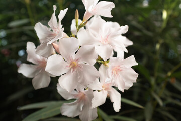 Nerium Oleander White Flowers &ndash; Beautiful Evergreen Shrub with Blossoms &ndash; Popular Ornamental Plant for Gardens, Landscaping, and Mediterranean Climates. High quality photography