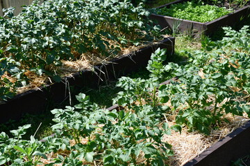 Young potato plants in wooden beds covered with straw. Amateur crop production. Growing potatoes in the dacha or in the countryside