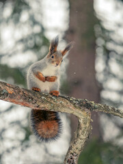 Squirrel sitting on a tree branch in a winter forest and looking at the camera