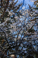 Amazing frozen branches against blue sky, Armenia	