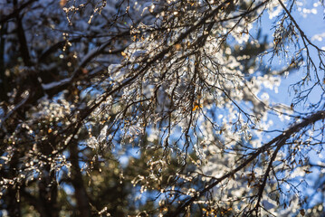 Amazing frozen branches against blue sky, Armenia	