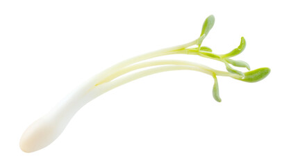 green onion isolated on white background