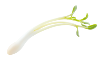 green onion isolated on white background