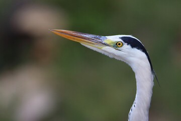 Afrikanischer Graureiher / Grey heron / Ardea cinerea