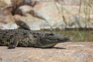 Nilkrokodil / Nile crocodile / Crocodylus niloticus.
