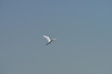 Little egret (Egretta garzetta) flying in clear blue sky over natural wetland habitat