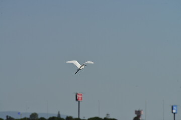 Little egret (Egretta garzetta) flying in clear blue sky over natural wetland habitat