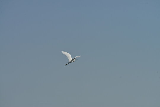 Little egret (Egretta garzetta) flying in clear blue sky over natural wetland habitat