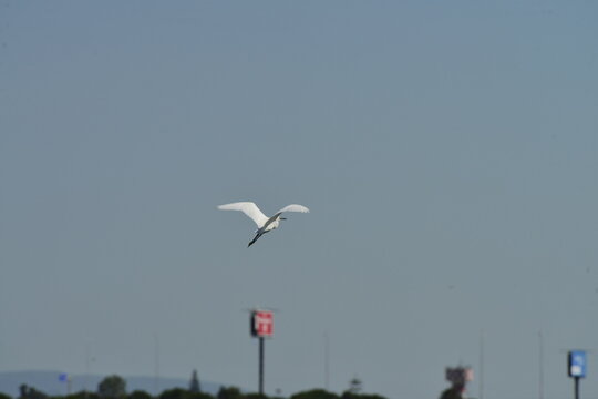 Little egret (Egretta garzetta) flying in clear blue sky over natural wetland habitat
