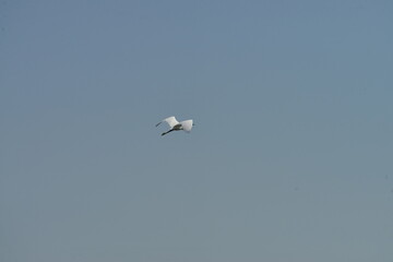 Little egret (Egretta garzetta) flying in clear blue sky over natural wetland habitat