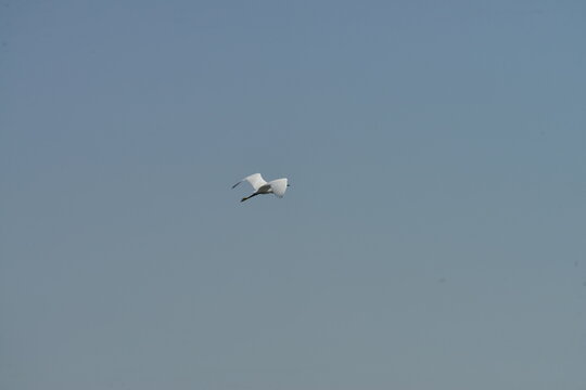 Little egret (Egretta garzetta) flying in clear blue sky over natural wetland habitat