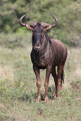 Streifengnu / Blue wildebeest / Connochaetes taurinus
