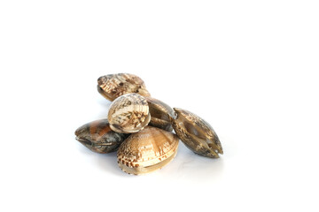 Clams on white background. Seafood.
