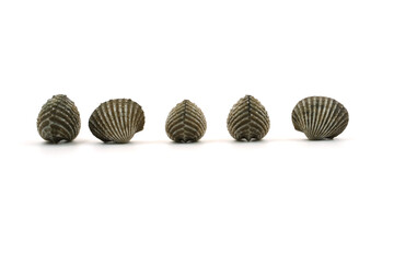 Fresh cockles on white background. Seafood.
