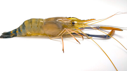 Fresh river prawns isolated on white background. Big freshwater prawns. River prawns for cooking.