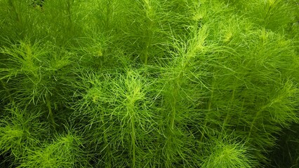 Green leaves for background
