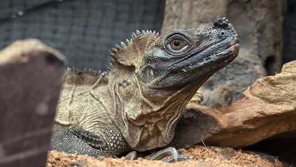 The lizards are kept in a glass tank.