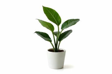 Monstera deliciosa in ceramic pot isolated on white background. Plants growing in pots or planters. beautiful natural home decorations. Interior design