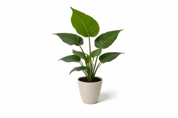 Monstera deliciosa in ceramic pot isolated on white background. Plants growing in pots or planters. beautiful natural home decorations. Interior design