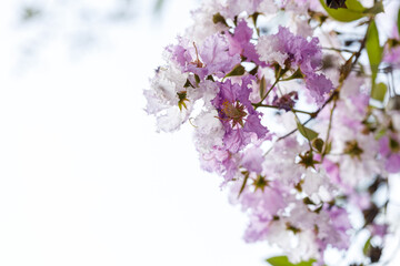 Lagerstroemia Loudonii cheerful blooming in natural park.