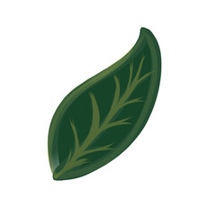 green leaf isolated on white
