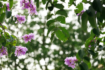 Queen's Floweror  Lagerstroemia speciosa, cheerful blooming in park.