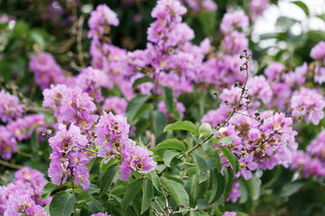 Queen's Floweror  Lagerstroemia speciosa, cheerful blooming in park.
