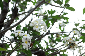 White and Yellow Plumeria or Frangipani cheerful blooming in natural park.