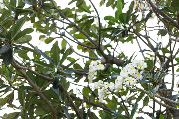 White and Yellow Plumeria or Frangipani cheerful blooming in natural park.