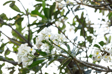 White and Yellow Plumeria or Frangipani cheerful blooming in natural park.