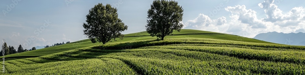 Poster panoramic view of colorful fields and rows of currant bush seedlings as a background composition