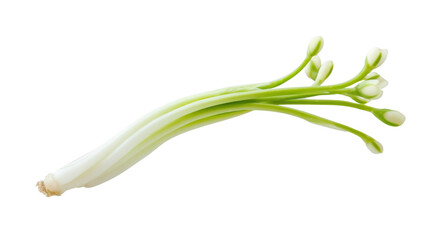 Fototapeta premium onion isolated on white background