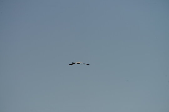 Flamingo flying in clear blue sky with minimal composition and large copy space, elegant wildlife scene with freedom and movement