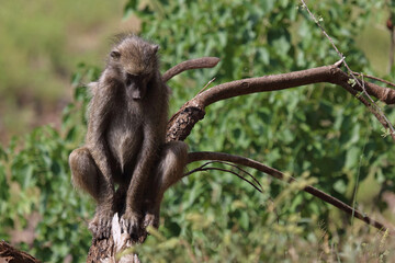 Bärenpavian / Chacma baboon / Papio ursinus