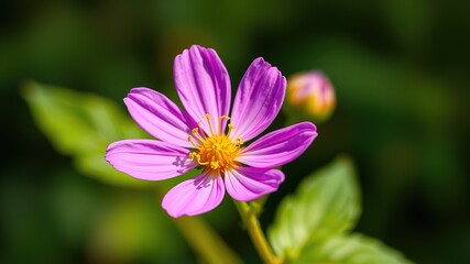 Bidens Polylepis in Vibrant Bloom