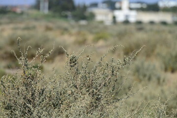 Small bird perched on dry coastal bush in natural habitat