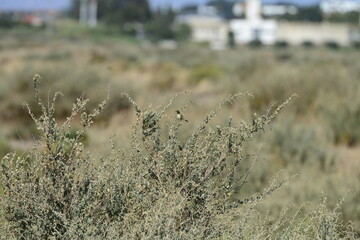 Small bird perched on dry coastal bush in natural habitat